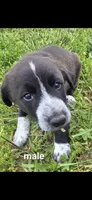 Male 1, a male Anatolian Shepherd Dog and Labrador Retriever for sale in Versailles, MO – 1 of 1
