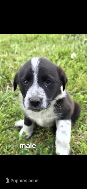 Male 3 – Anatolian Shepherd Dog, Labrador Retriever puppy for sale in Versailles, MO