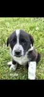Male 3, a male Anatolian Shepherd Dog and Labrador Retriever for sale in Versailles, MO – 1 of 1