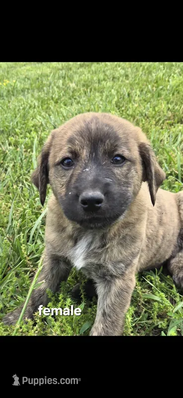 Female 2 – Anatolian Shepherd Dog, Labrador Retriever puppy for sale in Versailles, MO