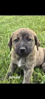 Female 2, a female Anatolian Shepherd Dog and Labrador Retriever for sale in Versailles, MO – 1 of 1