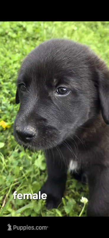 Female 1 – Anatolian Shepherd Dog, Labrador Retriever puppy for sale in Versailles, MO