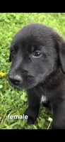 Female 1, a female Anatolian Shepherd Dog and Labrador Retriever for sale in Versailles, MO – 1 of 1