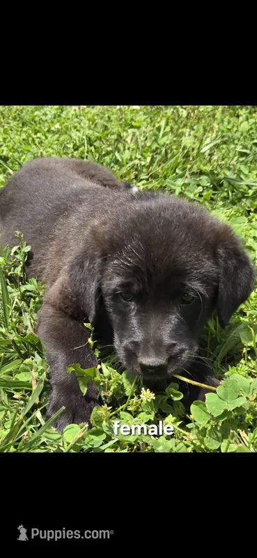 Female 3 – Anatolian Shepherd Dog, Labrador Retriever puppy for sale in Versailles, MO