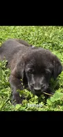 Female 3, a female Anatolian Shepherd Dog and Labrador Retriever for sale in Versailles, MO – 1 of 1