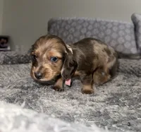 Chloe , a female Miniature Dachshund for sale in Jonesville, MI – 4 of 4