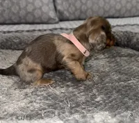 Chloe , a female Miniature Dachshund for sale in Jonesville, MI – 3 of 4