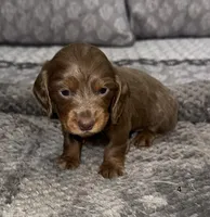 Delilah, a female Miniature Dachshund for sale in Jonesville, MI – 3 of 5
