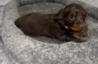Hazel, a female Miniature Dachshund for sale in Jonesville, MI – 3 of 3