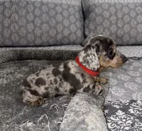 Ellie, a female Miniature Dachshund for sale in Jonesville, MI – 3 of 3