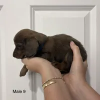 Oliver, a male Miniature Dachshund for sale in Jonesville, MI – 3 of 3