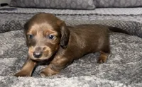 Benny, a male Miniature Dachshund for sale in Jonesville, MI – 5 of 5