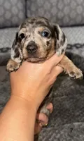 Greta , a female Miniature Dachshund for sale in Jonesville, MI – 1 of 3