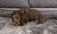 Delilah, a female Miniature Dachshund for sale in Jonesville, MI – 5 of 5