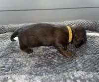 Autumn, a female Miniature Dachshund for sale in Jonesville, MI – 4 of 4
