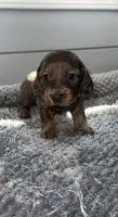 Autumn, a female Miniature Dachshund for sale in Jonesville, MI – 2 of 4