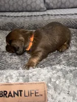 Benny, a male Miniature Dachshund for sale in Jonesville, MI – 3 of 5