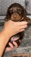 Hazel, a female Miniature Dachshund for sale in Jonesville, MI – 2 of 3