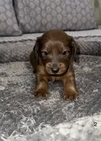 Benny, a male Miniature Dachshund for sale in Jonesville, MI – 2 of 5