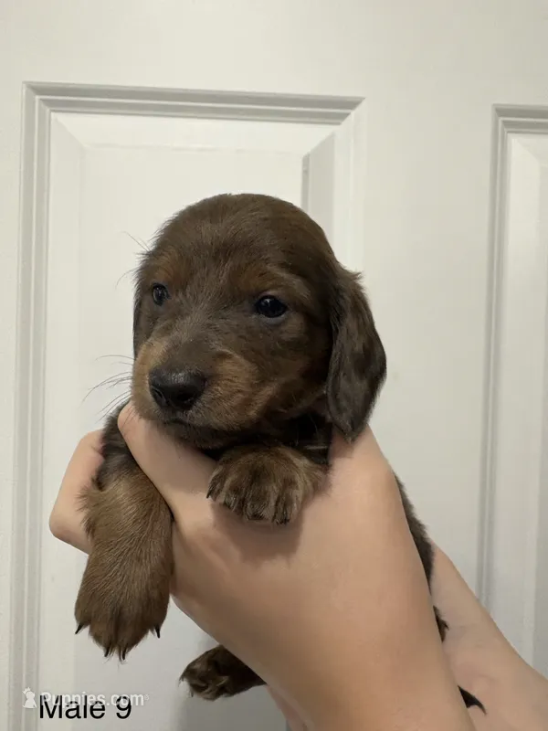 Oliver – Miniature Dachshund puppy for sale in Jonesville, MI
