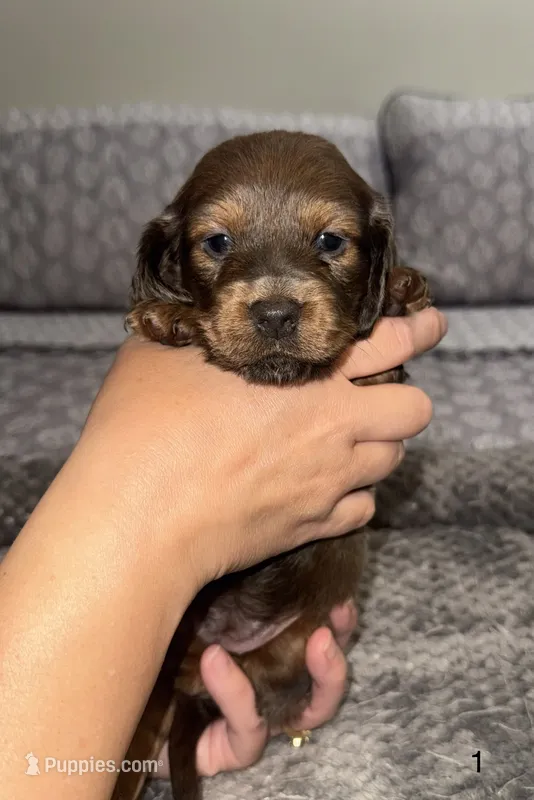 Autumn – Miniature Dachshund puppy for sale in Jonesville, MI