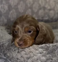 Delilah, a female Miniature Dachshund for sale in Jonesville, MI – 1 of 5