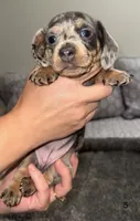 Ellie, a female Miniature Dachshund for sale in Jonesville, MI – 1 of 3