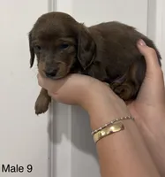 Oliver, a male Miniature Dachshund for sale in Jonesville, MI – 2 of 3