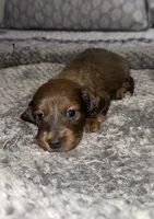 Autumn, a female Miniature Dachshund for sale in Jonesville, MI – 3 of 4
