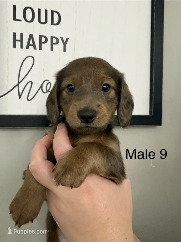 Oliver – Miniature Dachshund puppy for sale in Jonesville, MI