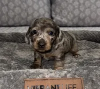 Greta , a female Miniature Dachshund for sale in Jonesville, MI – 3 of 3