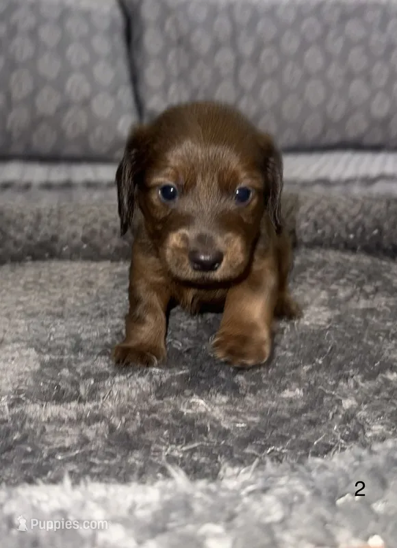 Benny – Miniature Dachshund puppy for sale in Jonesville, MI