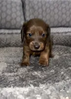 Benny, a male Miniature Dachshund for sale in Jonesville, MI – 4 of 5