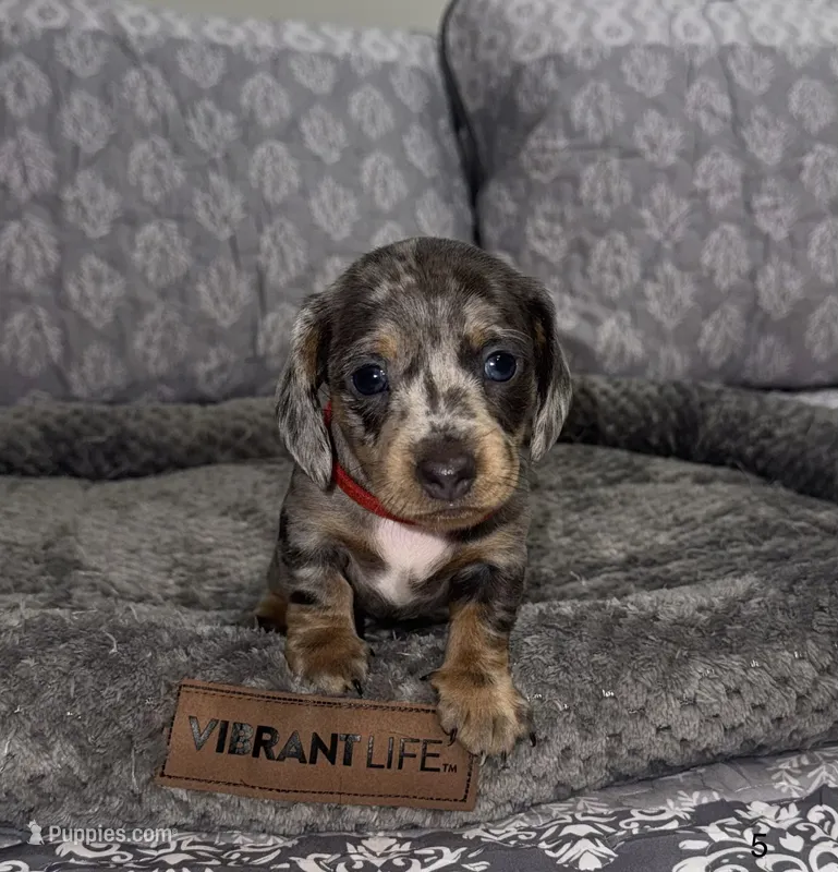Ellie – Miniature Dachshund puppy for sale in Jonesville, MI