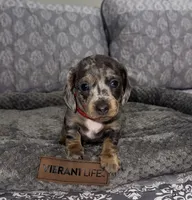 Ellie, a female Miniature Dachshund for sale in Jonesville, MI – 2 of 3