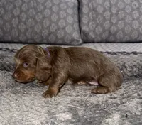 Delilah, a female Miniature Dachshund for sale in Jonesville, MI – 4 of 5