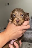 Delilah, a female Miniature Dachshund for sale in Jonesville, MI – 2 of 5