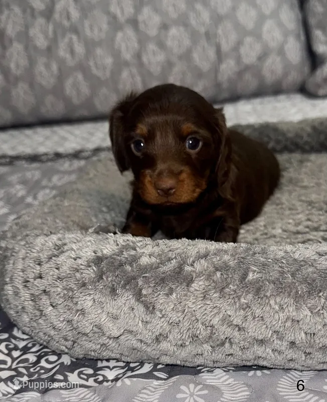 Hazel – Miniature Dachshund puppy for sale in Jonesville, MI