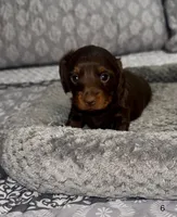 Hazel, a female Miniature Dachshund for sale in Jonesville, MI – 1 of 3
