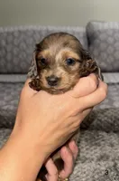 Chloe , a female Miniature Dachshund for sale in Jonesville, MI – 1 of 4