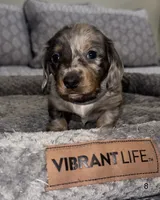 Teddy , a male Miniature Dachshund for sale in Jonesville, MI – 2 of 3