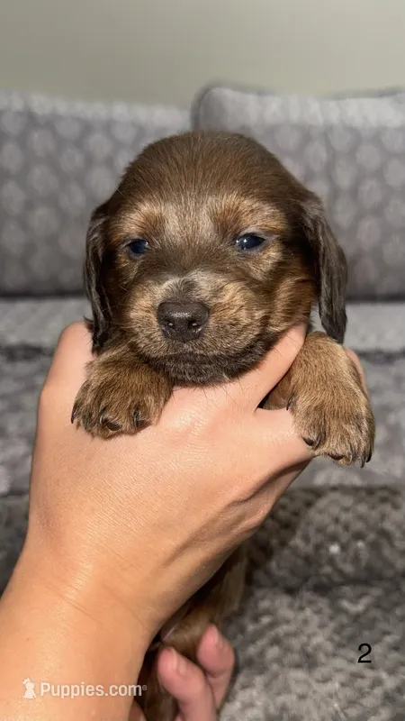 Benny – Miniature Dachshund puppy for sale in Jonesville, MI