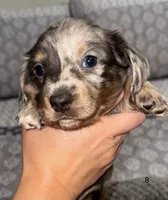 Teddy , a male Miniature Dachshund for sale in Jonesville, MI – 1 of 3