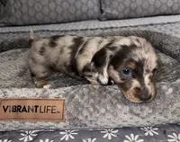 Teddy , a male Miniature Dachshund for sale in Jonesville, MI – 3 of 3
