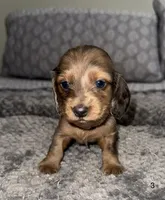 Chloe , a female Miniature Dachshund for sale in Jonesville, MI – 2 of 4