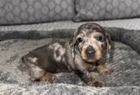Greta , a female Miniature Dachshund for sale in Jonesville, MI – 2 of 3