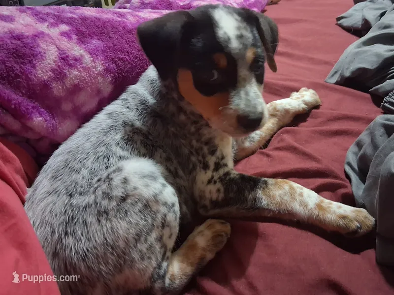 Axle – Australian Cattle Dog, Beagle puppy for sale in Lily, KY