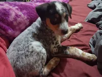 Axle, a male Australian Cattle Dog and Beagle for sale in Lily, KY – 1 of 6