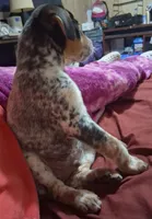 Axle, a male Australian Cattle Dog and Beagle for sale in Lily, KY – 2 of 6