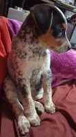 Axle, a male Australian Cattle Dog and Beagle for sale in Lily, KY – 4 of 6